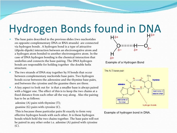 hyrogen bonding dna dna bonds