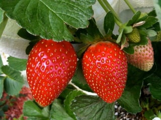 Hydro strawberry bfs