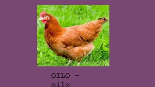 OILO -
 