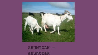 AHUNTZAK -
ahuntzak
 