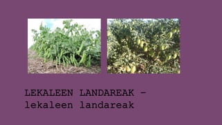 LEKALEEN LANDAREAK –
lekaleen landareak
 