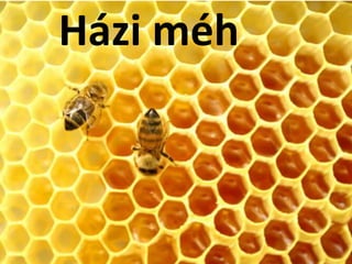 Házi méh
 