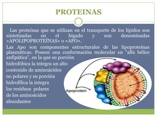 PROTEINAS<br />   Las proteínas que se utilizan en el transporte de los lípidos son sintetizadas en el hígado y son denomi...
