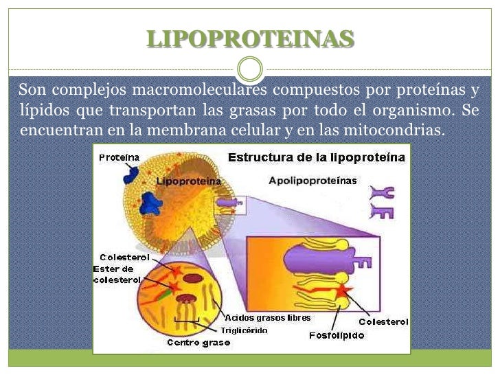 LIPOPROTEINAS<br />Son complejos macromoleculares compuestos por proteÃnas y lÃpidos que transportan las grasas por todo e...