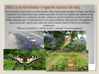 Mira a tu alrededor (regarde autour de toi)Mira a tu alrededor (regarde autour de toi)
C'est un project pour observer notre monde. Dans notre jardin potager et verger, des élèves
volontaires travaillent dans leurs petites parcelles. Ils peuvent adopter des plantes et des
zones du jardin. Il y a plusieurs projets, comme le projet Caméléon (au but de créer un
habitat adéquat pour sa réproduction) et le project Macaón (réproduction des papillons).
Nous avons des cyprés pour créer une sorte d’écran contre le bruit et la pollution
extérieures .
''Mira a tu alrededor'' a obtenu le prix national ''Acción magistral''.
 
