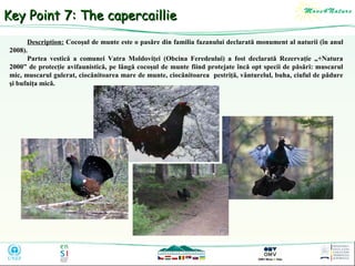 Key Point 7: The capercaillie
Description: Cocoşul de munte este o pasăre din familia fazanului declarată monument al naturii (în anul
2008).
Partea vestică a comunei Vatra Moldoviţei (Obcina Feredeului) a fost declarată Rezervaţie „+Natura
2000” de protecţie avifaunistică, pe lângă cocoşul de munte fiind protejate încă opt specii de păsări: muscarul
mic, muscarul gulerat, ciocănitoarea mare de munte, ciocănitoarea pestriţă, vânturelul, buha, ciuful de pădure
şi bufniţa mică.

 