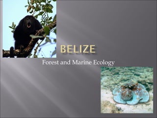 Forest and Marine Ecology

 