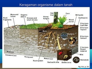 Keragaman oorrggaanniissmmee ddaallaamm ttaannaahh 
 