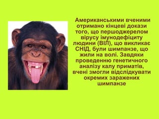Американськими вченими 
отримано кінцеві докази 
того, що першоджерелом 
вірусу імунодефіциту 
людини (ВІЛ), що викликає 
СНІД, були шимпанзе, що 
жили на волі. Завдяки 
проведенню генетичного 
аналізу калу приматів, 
вчені змогли відслідкувати 
окремих заражених 
шимпанзе 
 