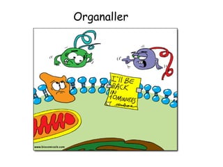 Organaller
 