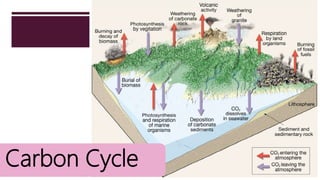 Carbon Cycle
 