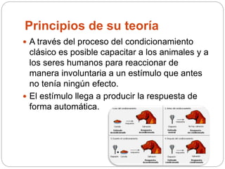 Principios de su teoría
 A través del proceso del condicionamiento
clásico es posible capacitar a los animales y a
los seres humanos para reaccionar de
manera involuntaria a un estímulo que antes
no tenía ningún efecto.
 El estímulo llega a producir la respuesta de
forma automática.
 