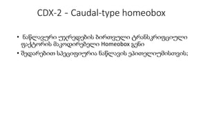CDX-2 - Caudal-type homeobox
• ნაწლავური უჯრედების ბირთვული ტრანსკრიფციული
ფაქტორის მაკოდირებელი Homeobox გენი
• შედარებით სპეციფიურია ნაწლავის ეპითელიუმისთვის;
 