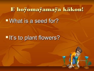 E hoÿomaÿamaÿa käkou!E hoÿomaÿamaÿa käkou!
 What is a seed for?What is a seed for?
 It’s to plant flowers?It’s to plant flowers?
 