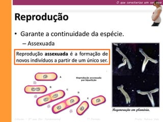 O que caracteriza um ser vivo




Reprodução
• Garante a continuidade da espécie.
     – Assexuada
 Reprodução assexuada é a formação de
 novos indivíduos a partir de um único ser.




                                                  Regeneração em planária.

Ciências – 9º ano Ens. Fundamental   1º Período                 Profa. Rebeca Vale
 