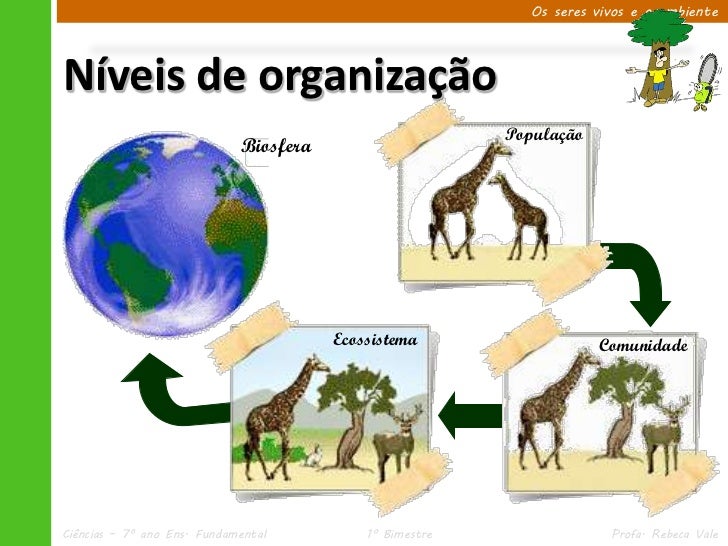 Diferencie O Nivel De Organizaçao Comunidade Do Nivel Ecossistema