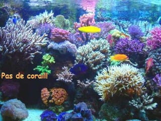Pas de corail!