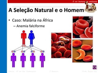 O ser humano no ambiente




A Seleção Natural e o Homem
• Caso: Malária na África
      – Anemia falciforme




Ciências – 8º ano Ens. Fundamental   1º Bimestre            Profa. Rebeca Vale
 