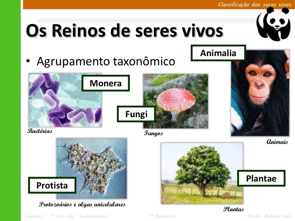 Analise As Afirmações Abaixo Referentes Aos Seres Vivos