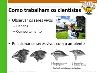 O trabalho científico




Como trabalham os cientistas
• Observar os seres vivos
      – Hábitos
      – Comportamento


• Relacionar os seres vivos com o ambiente




Ciências – 7º ano Ens. Fundamental   1º Bimestre       Profa. Rebeca Vale
 