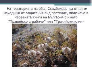 На територията на общ. Стамболово са открити
находища от защитения вид растение, включено в
Червената книга на България с ...