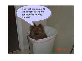 I can get beaten up if I am caught spilling the garbage bin looking for food. 
