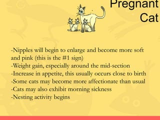 All about Cats | PPTX