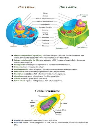 ➔ Retículoendoplasmáticorugoso (RER): sintetiza e transporta proteínase outras substâncias. Tem
aspetogranulosodevidoaos ribossomaspresentesnasuasuperfície externa.
➔ Retículoendoplasmáticoliso(REL): interligado com o RER. Tem aspetoliso por não terribossomas
aderidosà sua superfície.
➔ Citoesqueleto:formadoporfibrasproteicas,dá consistênciae firmezaà celula.
➔ Lisossomas: intervêmnadigestãocelular.
➔ Complexode Golgi:formalisossomase intervémnamaturação e secreçãode proteínas.
➔ Mitocôndrias:onde ocorre a respiração aeróbia.Tem DNA procariótico.
➔ Ribossomas: associadosao RER, estandoenvolvidasnasíntese proteica.
➔ Cloroplasto:onde ocorre a fotossíntese.TemDNA procariótico.
➔ Vacúolo: armazenaágua e outras substâncias.
➔ Parede celular: suportae protege acélula. Tem naturezacelulósica.
➔ Flagelo:apêndice móvelque permite a locomoçãoda célula.
➔ Nucleoide:contémainformaçãogenética da DNA,formada,normalmente,porumaúnica molécula de
DNA.
 
