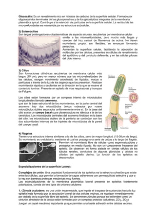Glucocálix: Es un revestimiento rico en hidratos de carbono de la superficie celular. Formado por
oligosacáridos terminales de las glucoproteínas y de los glucolipidos integrales de la membrana
plasmática apical. Contribuye a la retención de partículas en la superficie celular. La rectitud de las
microvellosidades es mantenida por su estructura subcelular.

2) Estereocilios
Son largas prolongaciones citoplasmáticas de aspecto sinuoso, recubiertas por membrana celular
                                    similar a las microvellosidades, pero mucho más largas y
                                    carecen del haz central de filamentos de actina. No tienen
                                    movimiento propio, son flexibles, se enroscan formando
                                    penachos.
                                    Aumentan la superficie celular, facilitando la absorción de
                                    moléculas por las células, presentes en células de revestimiento
                                    del epidídimo y del conducto deferente, y en las células pilosas
                                    del oído interno.



3) Cilios
Son formaciones cilíndricas recubiertas de membrana celular más
largos (10 um), pero en menor número que las microvellosidades de
las células, otorgan movimiento coordinado de líquidos, mucus o
partículas a través de la luz de los órganos que los presentan. Realizan
movimientos rápidos y oscilantes en la dirección en la que se mueve el
contenido luminar. Presente en epitelio de vías respiratorias y trompas
de Falopio.

Los cilios están formados por un complejo interno de microtubulos
longitudinales llamado axonema,
que son la base estructural de los movimientos, en la parte central del
axonema hay dos microtúbulos únicos rodeados por nueve
microtúbulos dobles separados uniformemente entre sí. En la base del
cilio existe un cuerpo basal cuya ultraestructura es idéntica a la de los
centriolos. Los microtúbulos centrales del axonema finalizan en la base
del cilio, los microtúbulos dobles de la periferia se continúan con las
dos subunidades internas de los tripletes de microtúbulos de la pared
del cuerpo basal.


4) Flagelos
Tienen una estructura interna similares a la de los cilios, pero de mayor longitud. (15-30um de largo).
Su movimiento es ondulatorio, mediante el cual se propaga una serie de ondas a lo largo del flagelo.
                                   Permiten el movimiento libre de células como espermatozoides y
                                   protozoos en medio líquido. No son un componente frecuente del
                                   epitelio. Se observan en forma aislada en ciertas células de los
                                   túbulos renales, conductos de algunas glándulas y células no
                                   ciliadas del epitelio uterino. La función de los epitelios es
                                   desconocida.


Especializaciones de la superficie Lateral:

Complejos de unión: Una propiedad fundamental de los epitelios es la estrecha cohesión que existe
entre las células, que permite la formación de capas adherentes con permeabilidad selectiva y que a
la vez son barreras proteicas mecánicas muy fuertes.
Las especializaciones de la membrana plasmática lateral presente en epitelios fuertemente
polarizados, consta de tres tipos de uniones celulares:

1.- Zónula occludens: es una unión impermeable, que impide el traspaso de sustancias hacia la luz
epitelial esta formada por la asociación lateral de dos células vecinas, se localizan inmediatamente
por debajo de la superficie libre del epitelio. Se denominan zónulas porque se extienden como un
cinturón alrededor de la célula están formadas por un complejo proteico (ocludinas, ZO1, ZO2)
Juegan un papel mecánico importante ya que permiten una fuerte adhesión entre células vecinas.
 