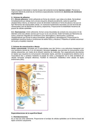 Sella el espacio intercelular e impide el paso del contenido luminal (barrera celular). Previene la
migración lateral de proteínas de membrana especializadas manteniendo dominios de membrana
especializados

2.- Uniones de adhesion
2.1.- Zónula adherens: Unión adherente en forma de cinturón que rodea a la célula. Se localizan
inmediatamente por debajo de la zónula ocluyente ultraestructuralmente, sobre la superficie
citoplasmática interna, se observan zonas de densidad moderada en forma de placas a las que se
fijan filamentos del citoesqueleto celular, en ocasiones fuertemente asociadas a la red terminal del
citoesqueleto (red de filamentos de actina y espectrina). Proporcionan la estabilidad mecánica de
grupos de células epiteliales

2.2.- Desmosomas: Unión adherente, forman zonas discoidales de contacto de unos pocos nm de
diámetro entre dos células vecinas (por lo que no es una zónula). Están formados por filamentos de
actina, proteínas integrales de membrana como desmogleína y desmocolina y proteínas
citoplasmáticas que forman la placa intracelular: placoglobina y demoplaquina, Proporcionan la
estabilidad mecánica frente a condiciones de estrés físico y mecánico. Presente en epitelio escamoso
de la piel y el epitelio intestinal


3. Uniones de comunicación o Nexos
Unión comunicante: formadas por 6 subunidades que dan forma a una estructura hexagonal con
una hendidura central de 2 nm de diámetro, llamadas conexón, que permiten la comunicación entre
células adyacentes, por medio de la difusión selectiva de moléculas. Son especialmente abundantes
en tejidos que requieren la comunicación intercelular rápida, permiten el acoplamiento eléctrico de la
musculatura lisa y cardiaca mediante el pasaje de iones y propagación de la onda excitatoria en
células nerviosas (sinápsis eléctrica). Facilitan la interacción metabólica entre celulas de tejido
embrionario (feto).




Especializaciones de la superficie Basal:

1.- Hemidesmosomas
Es un tipo de unión adherente. Proporcionan el anclaje de células epiteliales con la lámina basal del
tejido conectivo subyacente.
 