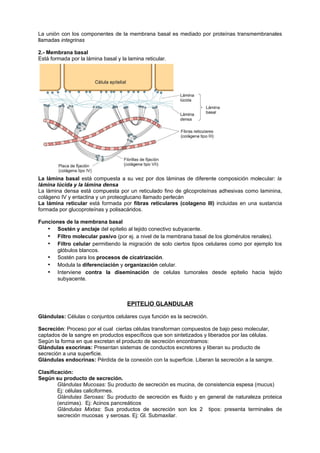 La unión con los componentes de la membrana basal es mediado por proteínas transmembranales
llamadas integrinas

2.- Membrana basal
Está formada por la lámina basal y la lamina reticular.




La lámina basal está compuesta a su vez por dos láminas de diferente composición molecular: la
lámina lúcida y la lámina densa
La lámina densa está compuesta por un reticulado fino de glicoproteínas adhesivas como laminina,
colágeno IV y entactina y un proteoglucano llamado perlecán
La lámina reticular está formada por fibras reticulares (colageno III) incluidas en una sustancia
formada por glucoproteínas y polisacáridos.

Funciones de la membrana basal
   • Sostén y anclaje del epitelio al tejido conectivo subyacente.
   • Filtro molecular pasivo (por ej. a nivel de la membrana basal de los glomérulos renales).
   • Filtro celular permitiendo la migración de solo ciertos tipos celulares como por ejemplo los
       glóbulos blancos.
   • Sostén para los procesos de cicatrización.
   • Modula la diferenciación y organización celular.
   • Interviene contra la diseminación de celulas tumorales desde epitelio hacia tejido
       subyacente.



                                      EPITELIO GLANDULAR

Glándulas: Células o conjuntos celulares cuya función es la secreción.

Secreción: Proceso por el cual ciertas células transforman compuestos de bajo peso molecular,
captados de la sangre en productos específicos que son sintetizados y liberados por las células.
Según la forma en que excretan el producto de secreción encontramos:
Glándulas exocrinas: Presentan sistemas de conductos excretores y liberan su producto de
secreción a una superficie.
Glándulas endocrinas: Pérdida de la conexión con la superficie. Liberan la secreción a la sangre.

Clasificación:
Según su producto de secreción.
        Glándulas Mucosas: Su producto de secreción es mucina, de consistencia espesa (mucus)
        Ej: células caliciformes.
        Glándulas Serosas: Su producto de secreción es fluido y en general de naturaleza proteica
        (enzimas). Ej: Acinos pancreáticos
        Glándulas Mixtas: Sus productos de secreción son los 2 tipos: presenta terminales de
        secreción mucosas y serosas. Ej: Gl. Submaxilar.
 