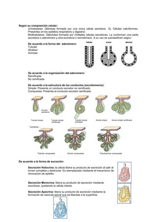 Según su composición celular:
      Unicelulares: Glándula formada por una única célula secretora Ej. Células calicifiormes.
      Presentes en los epitelios respiratorio y digestivo
      Multicelulares: Glándulas formada por múltiples células secretoras. La conforman una parte
      secretora o adenómero y otra excretora o excretómero. A su vez se subclasifican según:

       De acuerdo a la forma del adenómero:
       Tubular
       Alveloar
       Acinosa




       De acuerdo a la organización del adenomero:
       Ramificada
       No ramificada

       De acuerdo a la estructura de los conductos (excretomeros):
       Simple: Presenta un conducto excretor no ramificado
       Compuesta: Presenta el conducto excretor ramificado




De acuerdo a la forma de excreción:

       Secreción Holocrina: la célula libera su producto de secreción al salir al
       lumen completa y destruirse. Es reemplazada mediante el mecanismo de
       renovación de epitelio.


       Secreción Merocrina: libera su producto de secreción mediante
       exocitosis, quedando la célula intacta.

       Secreción Apocrina: libera su producto de secreción mediante la
       formación de vesícula apical que es liberada a la superficie.
 