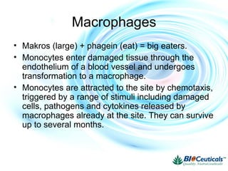 Macrophages
• Makros (large) + phagein (eat) = big eaters.
• Monocytes enter damaged tissue through the
endothelium of a blood vessel and undergoes
transformation to a macrophage.
• Monocytes are attracted to the site by chemotaxis,
triggered by a range of stimuli including damaged
cells, pathogens and cytokines released by
macrophages already at the site. They can survive
up to several months.
 