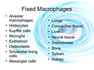 Fixed Macrophages
• Alveolar
macrophages
• Histiocytes
• Kupffer cells
• Microglia
• Epithelioid
• Osteoclasts
• Sinusoidal lining
cells
• Mesangial cells
• Lungs
• Connective tissue
• Liver
• Neural tissue
• Granulomas
• Bone
• Spleen
• Kidney
 