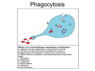 Phagocytosis
 