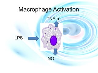 Macrophage Activation
TNF-α
LPS
NO
 