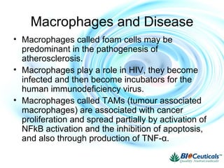 Macrophages and Disease
• Macrophages called foam cells may be
predominant in the pathogenesis of
atherosclerosis.
• Macrophages play a role in HIV, they become
infected and then become incubators for the
human immunodeficiency virus.
• Macrophages called TAMs (tumour associated
macrophages) are associated with cancer
proliferation and spread partially by activation of
NFkB activation and the inhibition of apoptosis,
and also through production of TNF-α.
 