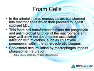 Foam Cells
• In the arterial intima, monocytes are transformed
into macrophages which then proceed to ingest
oxidised LDL.
• This foam cell transformation alters the phagocytic
and antimicrobial function of the macrophage and
may well allow the documented associated
infection with microbes, such as chlamydia
pneumonia, within the atherosclerotic plaques.
• Cholesterol accumulation by macrophages impairs
phagosome maturation.
– J Biol Chem. 2008 Dec 19;283(51):35745-55.
 