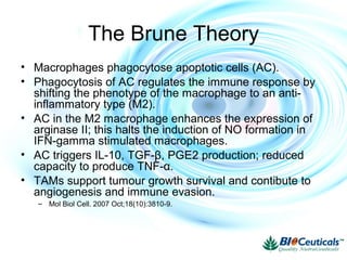 The Brune Theory
• Macrophages phagocytose apoptotic cells (AC).
• Phagocytosis of AC regulates the immune response by
shifting the phenotype of the macrophage to an anti-
inflammatory type (M2).
• AC in the M2 macrophage enhances the expression of
arginase II; this halts the induction of NO formation in
IFN-gamma stimulated macrophages.
• AC triggers IL-10, TGF-β, PGE2 production; reduced
capacity to produce TNF-α.
• TAMs support tumour growth survival and contibute to
angiogenesis and immune evasion.
– Mol Biol Cell. 2007 Oct;18(10):3810-9.
 