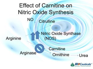 Effect of Carnitine on
Nitric Oxide Synthesis
Citrulline
Ornithine
NO
Urea
Arginase
Nitric Oxide Synthase
(NOS)Arginine
Carnitine
 