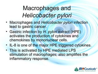 Macrophages and
Helicobacter pylori
• Macrophages and Helicobacter pylori infection
lead to gastric cancer.
• Gastric infection by H. pylori extract (HPE)
activates the production of cytokines and
chemokines by mononuclear cells.
• IL-8 is one of the major HPE triggered cytokines.
• This is activated by HPE mediated LPS
stimulation of macrophages; also amplifies the
inflammatory response.
 