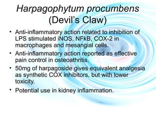 Harpagophytum procumbens
(Devil’s Claw)
• Anti-inflammatory action related to inhibition of
LPS stimulated iNOS, NFkB, COX-2 in
macrophages and mesangial cells.
• Anti-inflammatory action reported as effective
pain control in osteoathritis.
• 50mg of harpagoside gives equivalent analgesia
as synthetic COX inhibitors, but with lower
toxicity.
• Potential use in kidney inflammation.
 