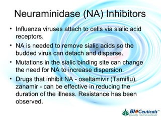 Neuraminidase (NA) Inhibitors
• Influenza viruses attach to cells via sialic acid
receptors.
• NA is needed to remove sialic acids so the
budded virus can detach and disperse.
• Mutations in the sialic binding site can change
the need for NA to increase dispersion.
• Drugs that inhibit NA - oseltamivir (Tamiflu),
zanamir - can be effective in reducing the
duration of the illness. Resistance has been
observed.
 