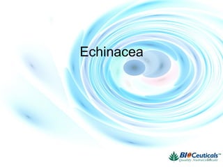 Echinacea
64
 