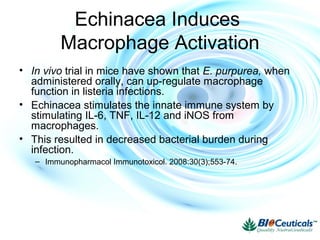 Echinacea Induces
Macrophage Activation
• In vivo trial in mice have shown that E. purpurea, when
administered orally, can up-regulate macrophage
function in listeria infections.
• Echinacea stimulates the innate immune system by
stimulating IL-6, TNF, IL-12 and iNOS from
macrophages.
• This resulted in decreased bacterial burden during
infection.
– Immunopharmacol Immunotoxicol. 2008:30(3);553-74.
 