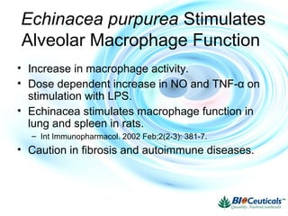 Echinacea purpurea Stimulates
Alveolar Macrophage Function
• Increase in macrophage activity.
• Dose dependent increase in NO and TNF-α on
stimulation with LPS.
• Echinacea stimulates macrophage function in
lung and spleen in rats.
– Int Immunopharmacol. 2002 Feb;2(2-3): 381-7.
• Caution in fibrosis and autoimmune diseases.
 