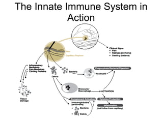 The Innate Immune System in
Action
 