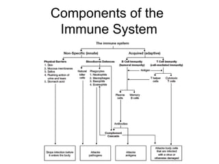 Components of the
Immune System
 