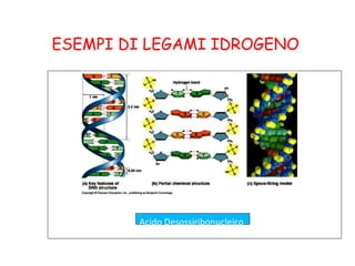 ESEMPI DI LEGAMI IDROGENO
Acido Desossiribonucleico
 