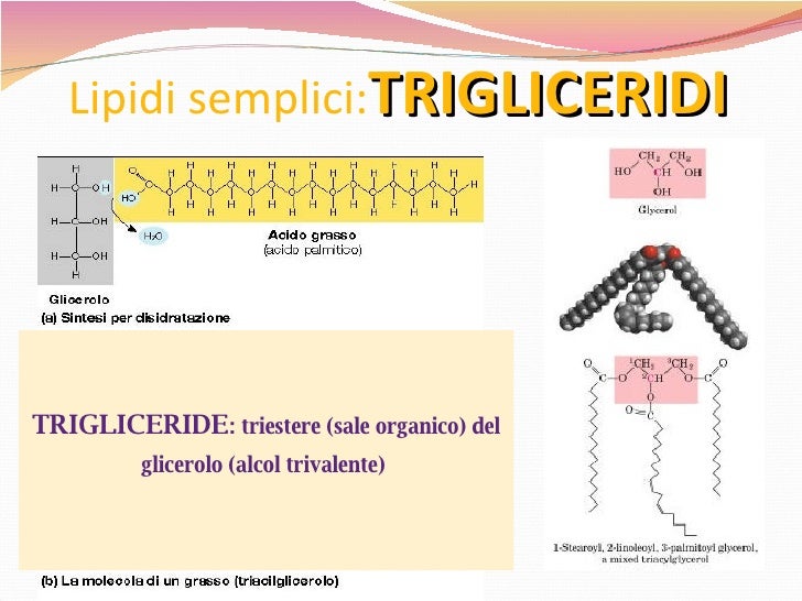 Ne Fanno Parte Steroidi E Terpeni
